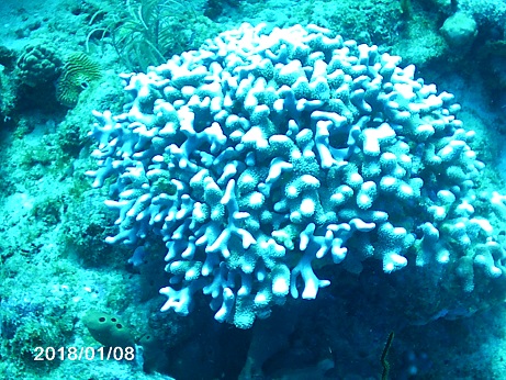 Workshop on the protection of Marine and Coastal Ecosystems