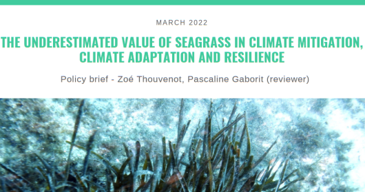 POLICY BRIEF N°8 - THE UNDERESTIMATED VALUE OF SEAGRASS IN CLIMATE MITIGATION, CLIMATE ADAPTATION AND RESILIENCE